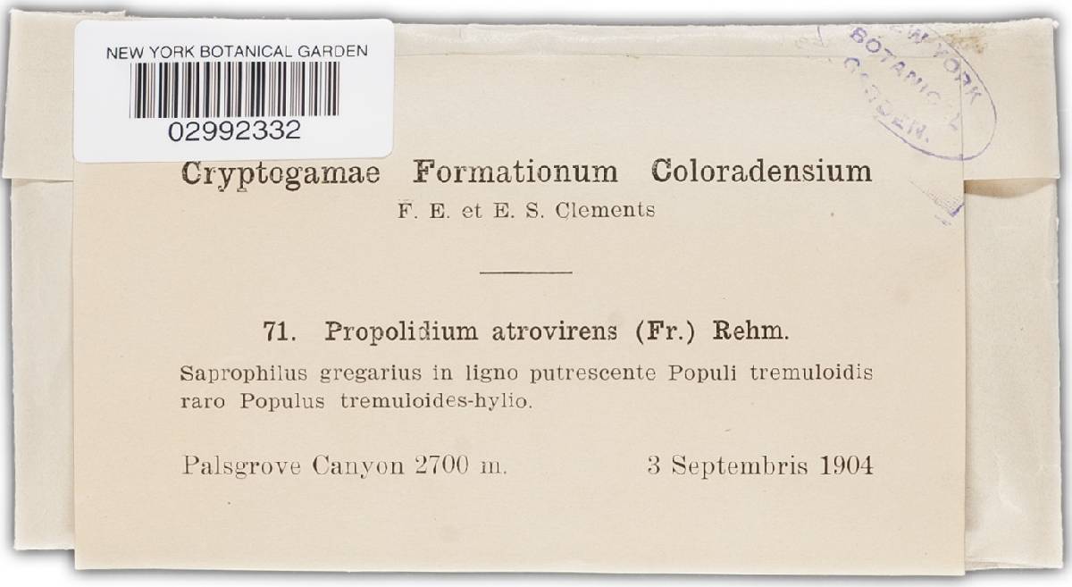 Propolidium atrovirens image