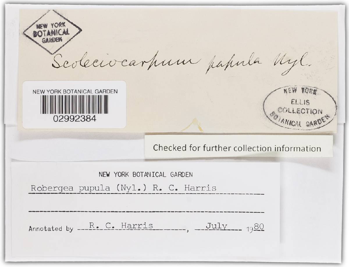 Robergea pupula image