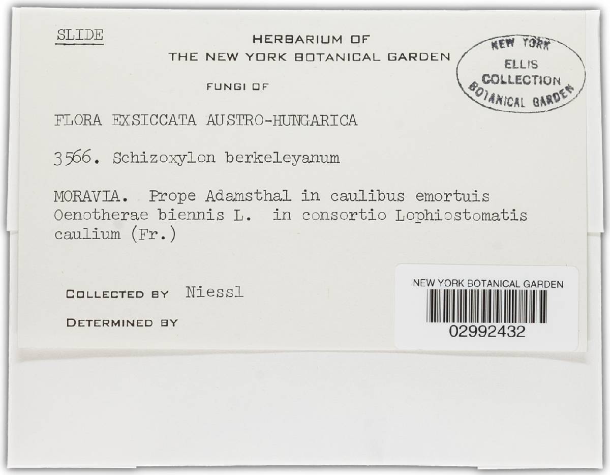 Schizoxylon berkeleyanum image