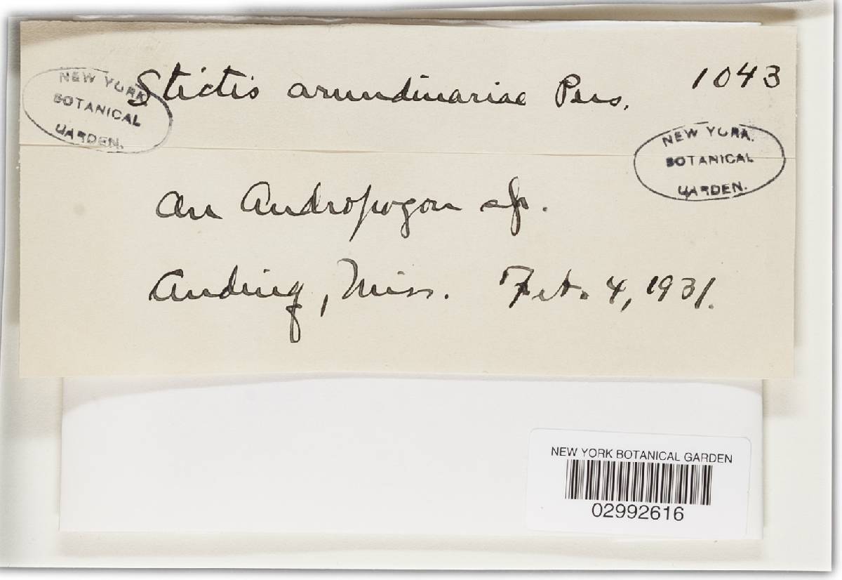 Stictis arundinacea image