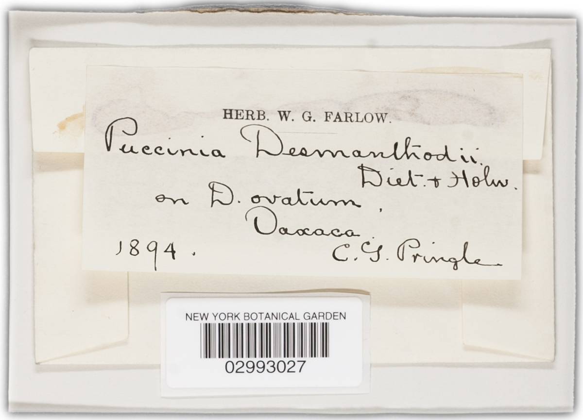 Puccinia desmanthodii image