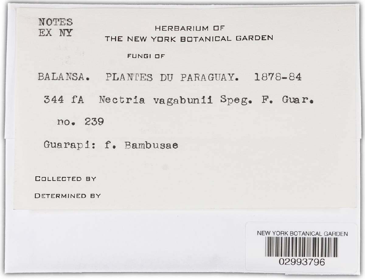 Nectria vagabunda image