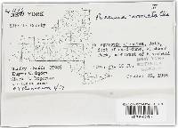 Puccinia coronata image