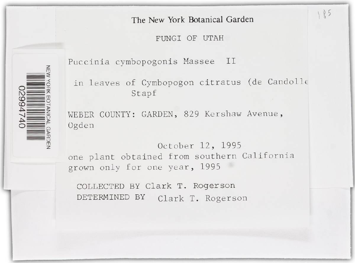 Puccinia cymbopogonis image