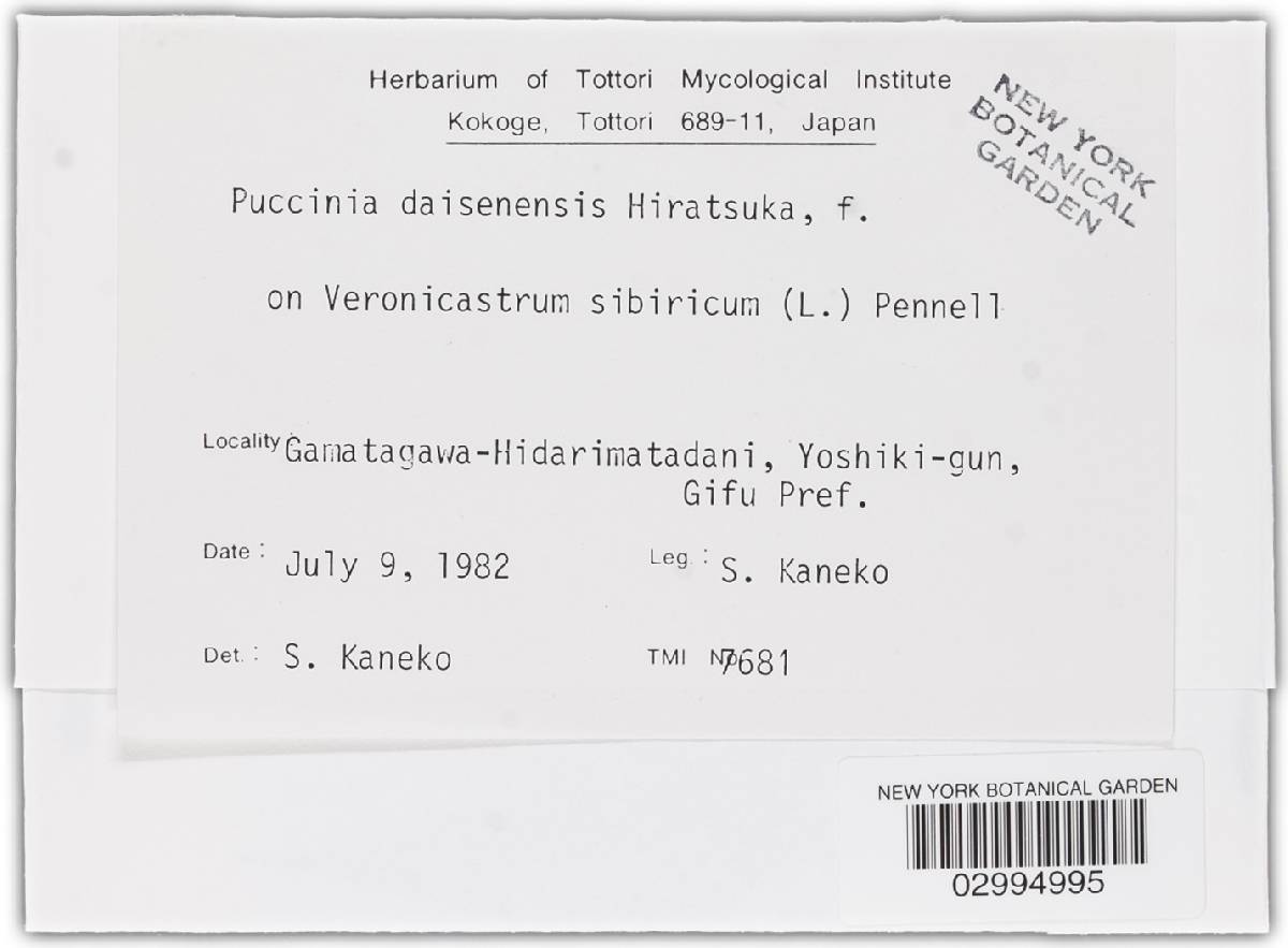 Puccinia daisenensis image