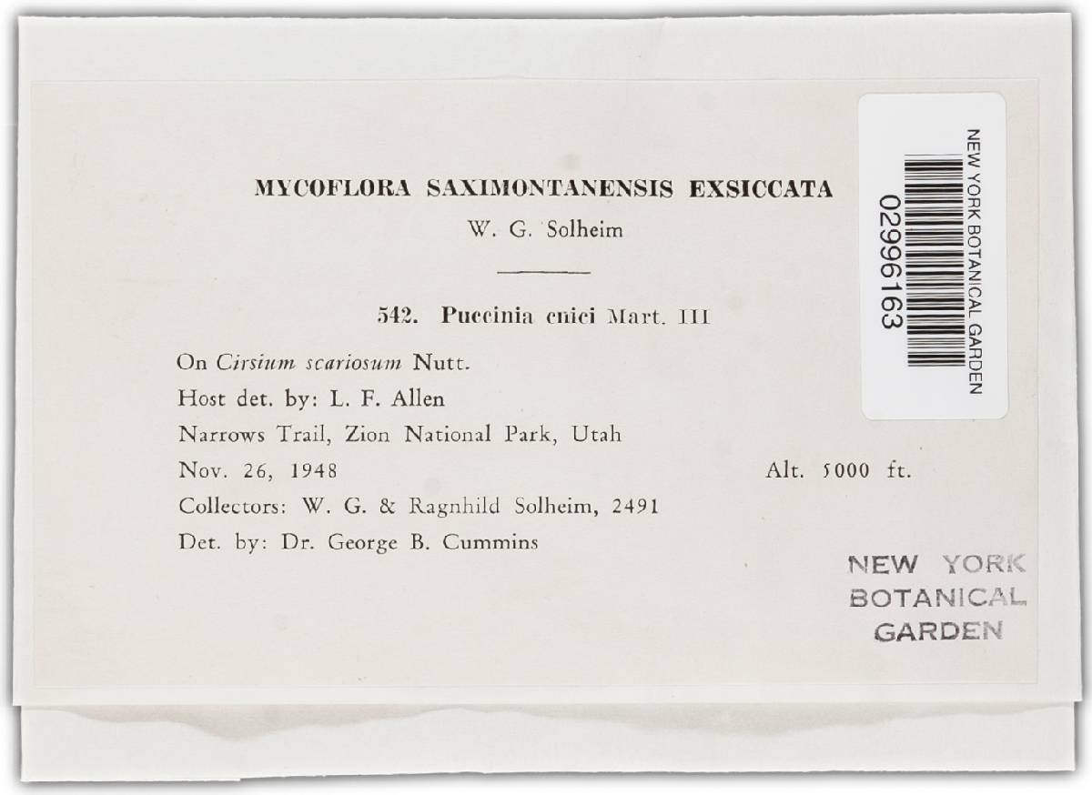 Puccinia cnici image