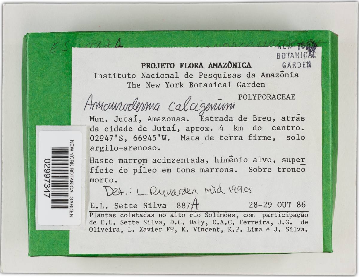 Amauroderma calcigenum image