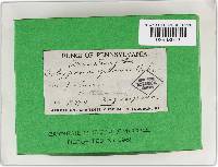 Phellinus gilvus image