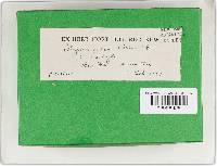 Phellinus gilvus image