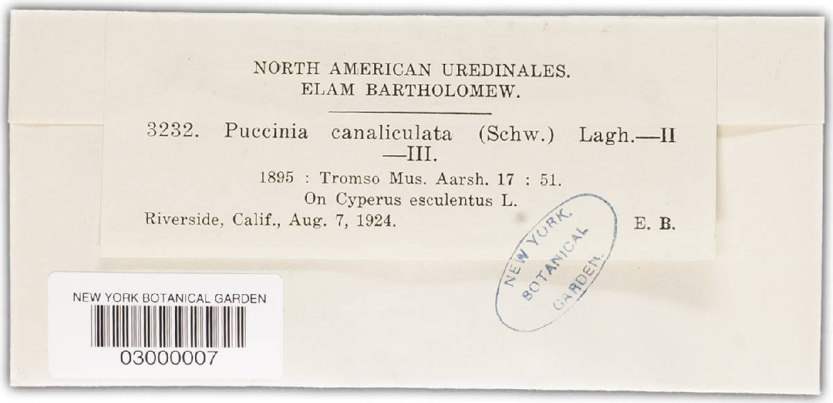 Puccinia canaliculata image