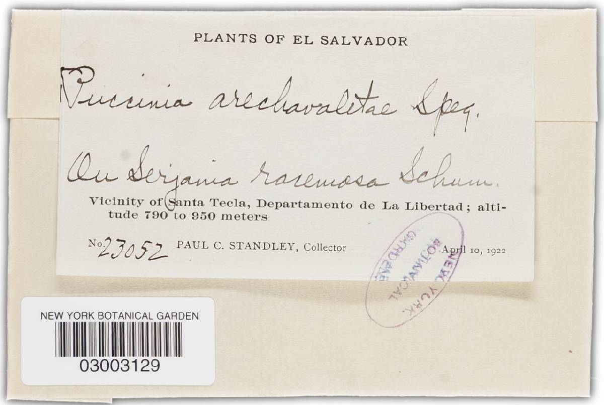 Puccinia arechavaletae image
