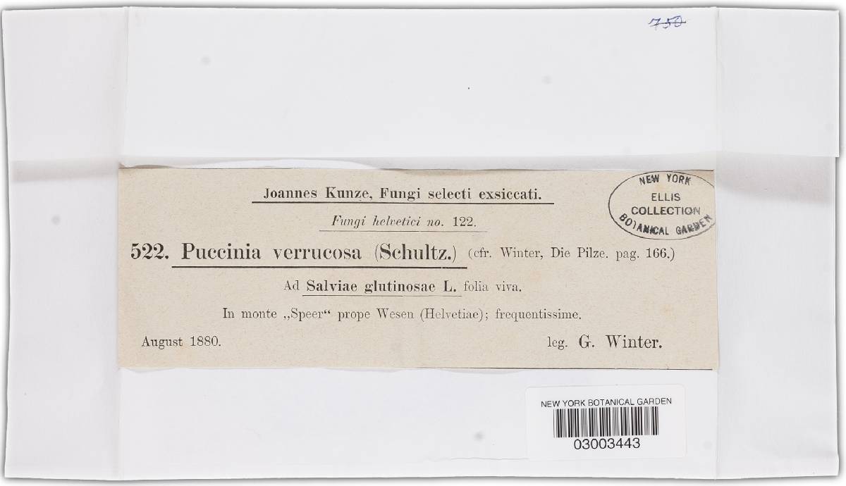 Puccinia arenariae image