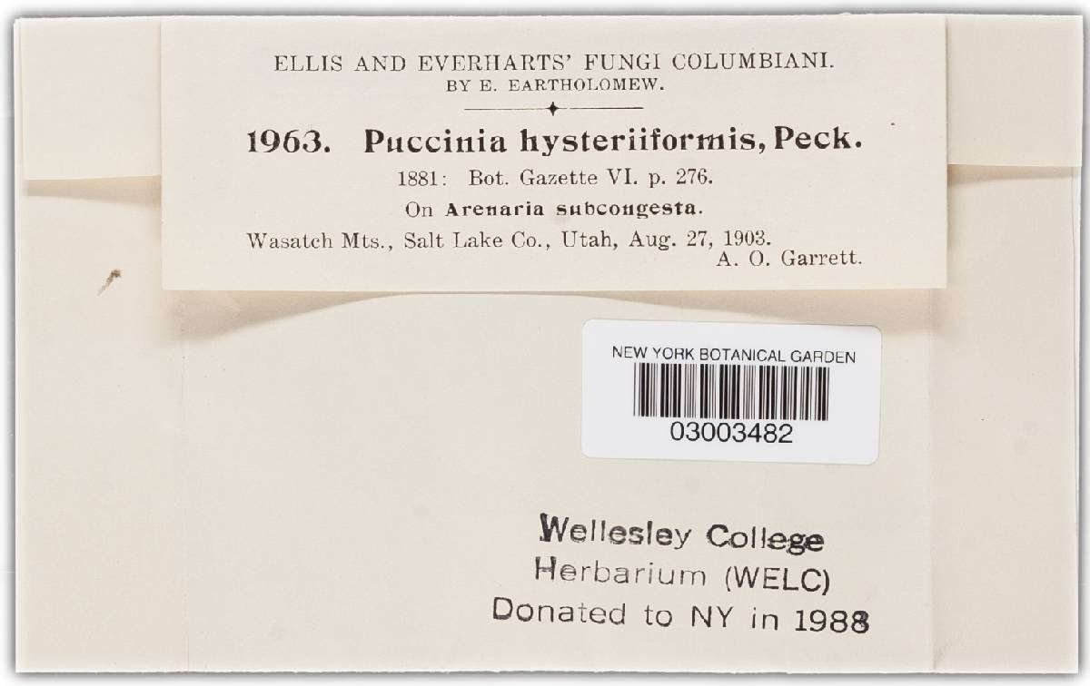 Puccinia arenariae image