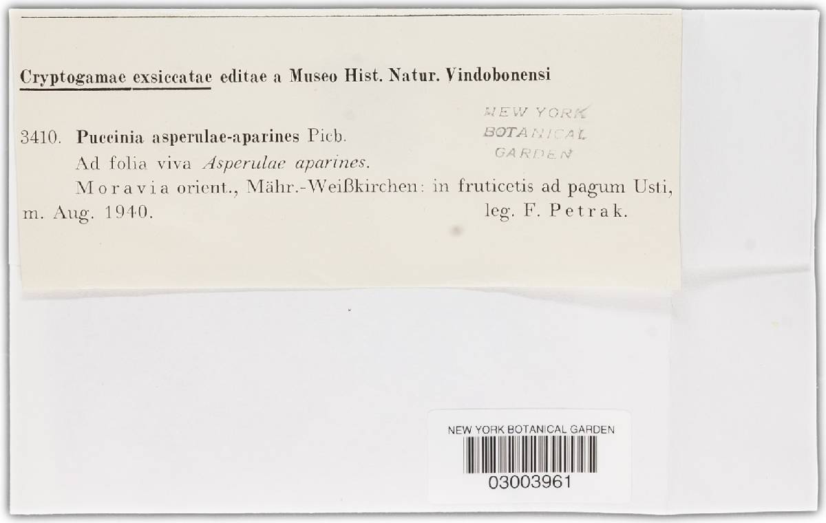 Puccinia asperulae-aparines image