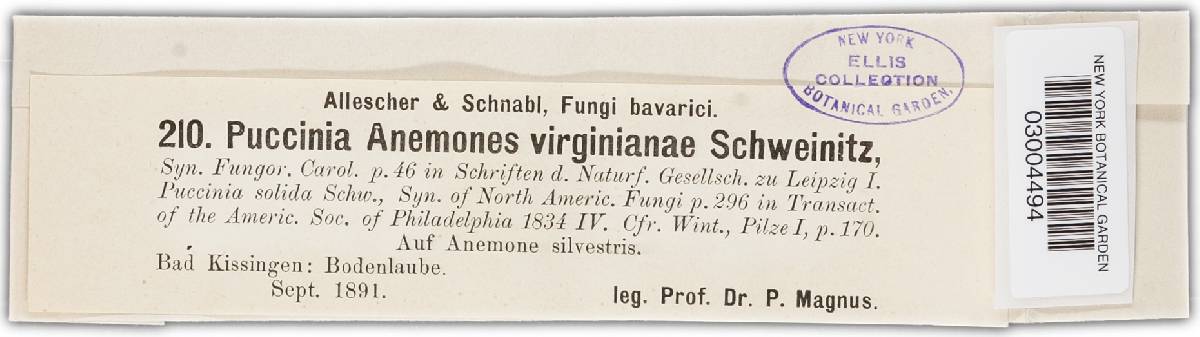 Puccinia anemones-virginianae image