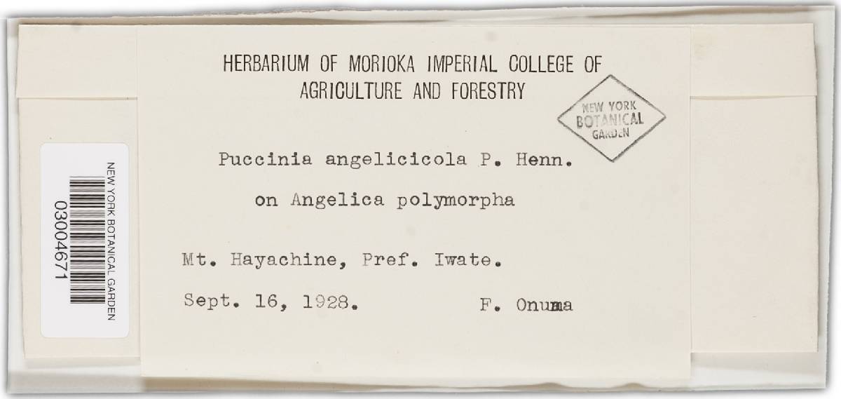 Puccinia angelicicola image