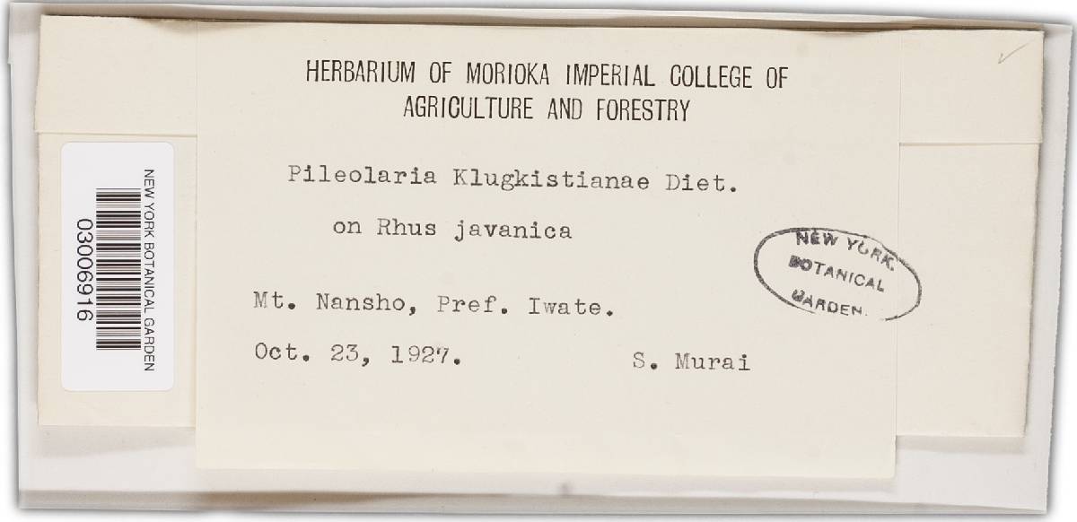 Pileolaria klugkistiana image
