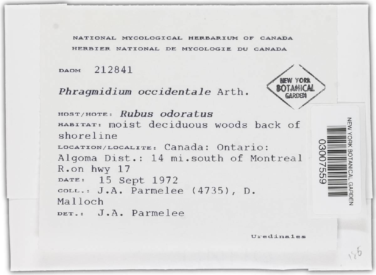Phragmidium occidentale image