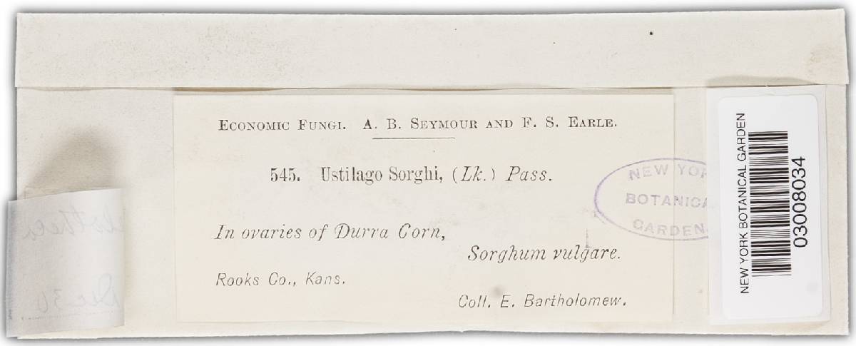 Sporisorium sorghi image