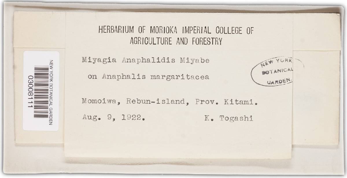 Miyagia anaphalidis image