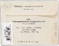 Phragmidium fragariae image