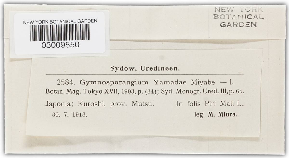 Gymnosporangium yamadae image