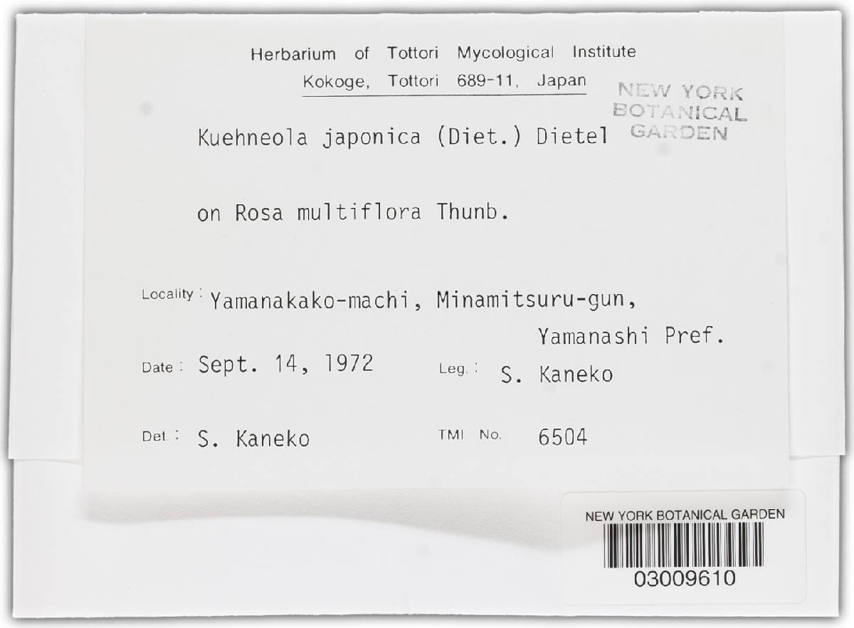 Kuehneola japonica image