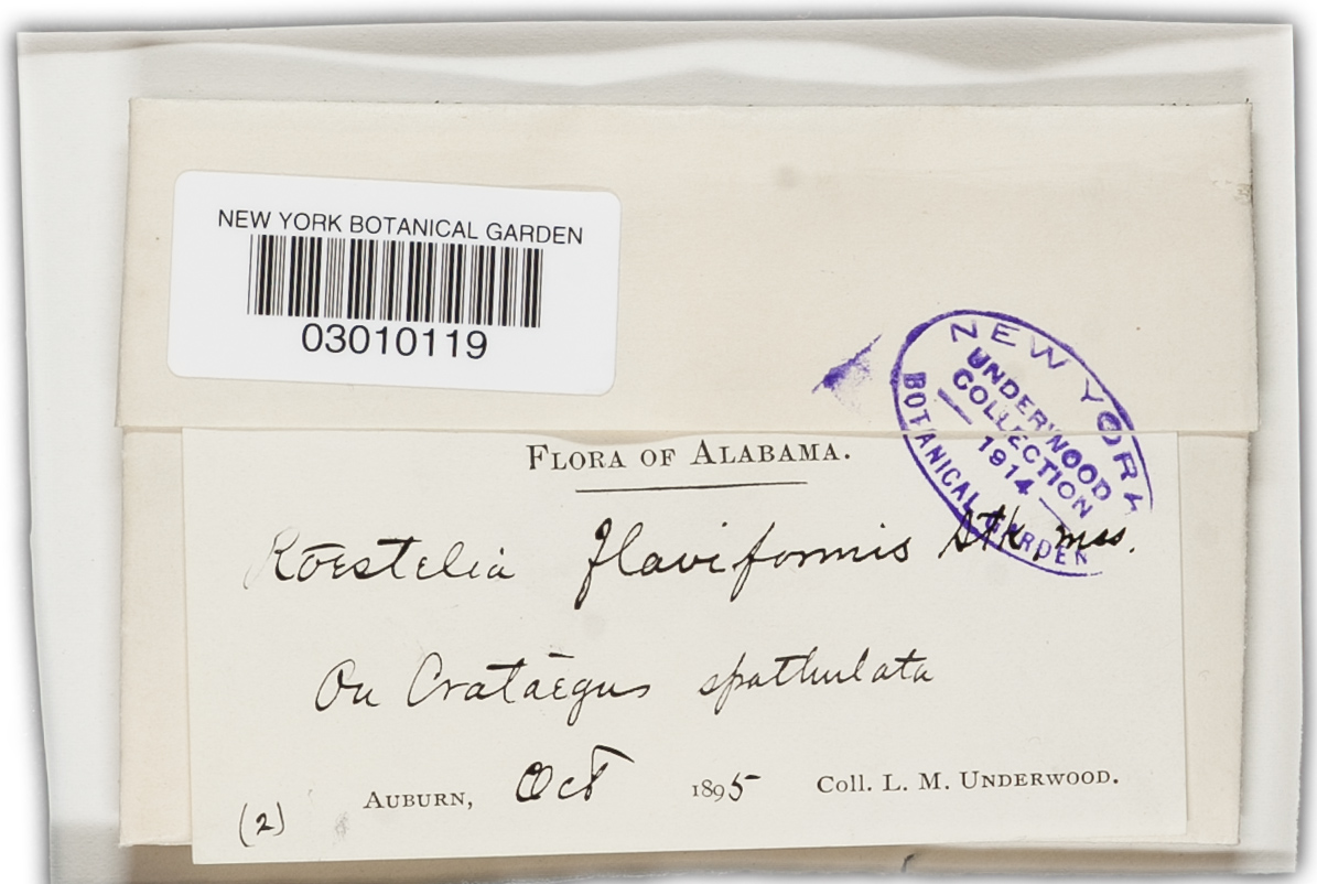Gymnosporangium floriforme image
