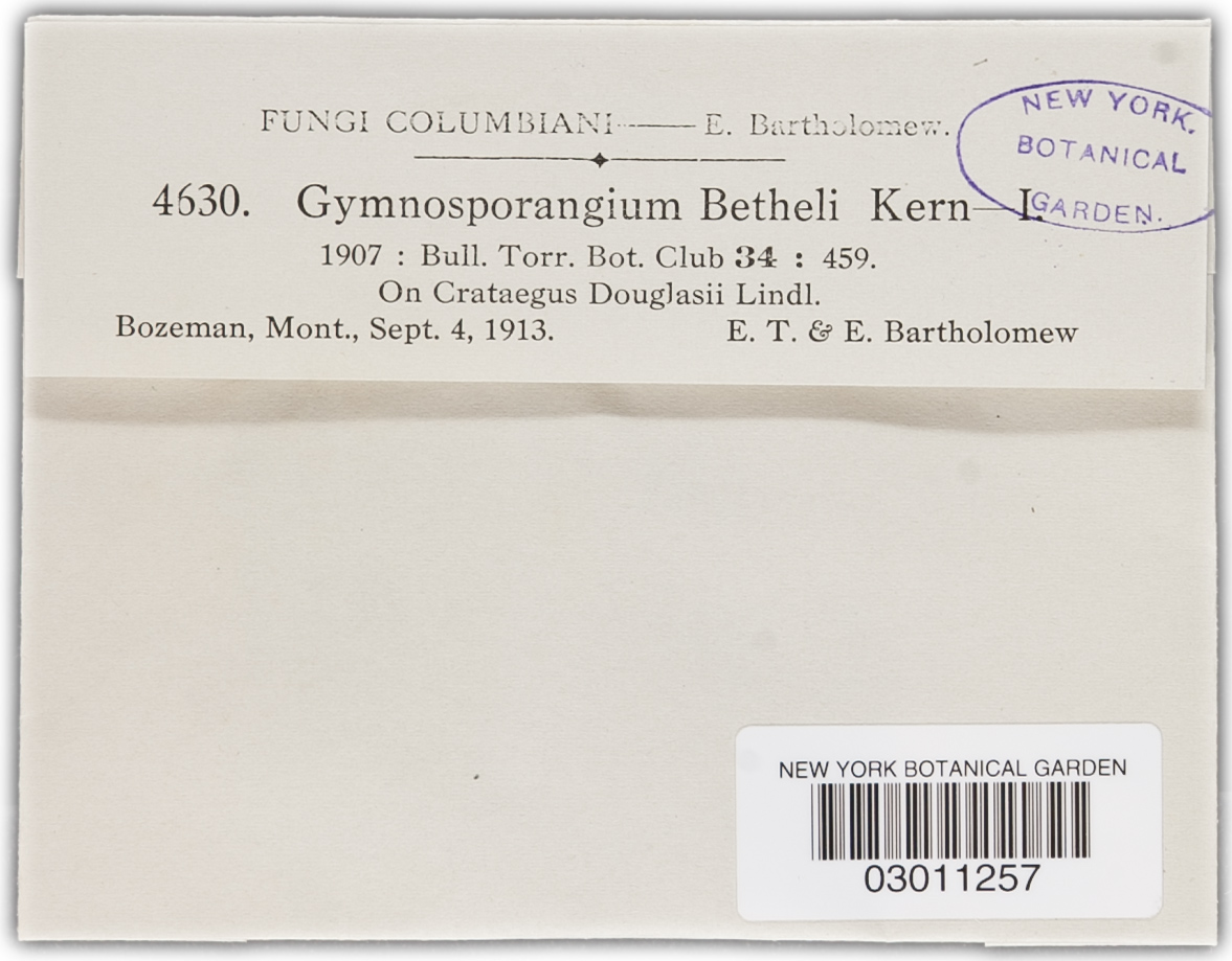 Gymnosporangium bethelii image