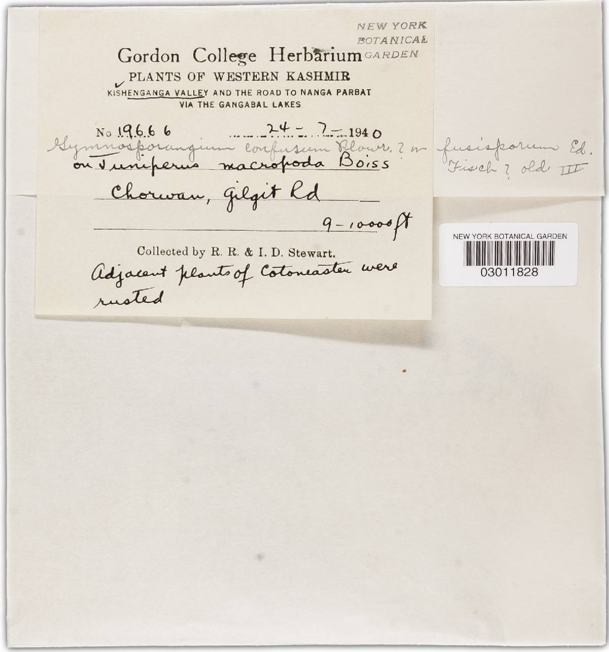 Gymnosporangium confusum image