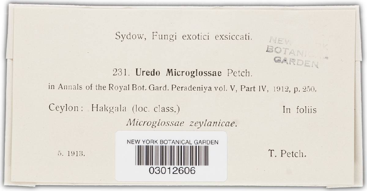 Uredo microglossae image