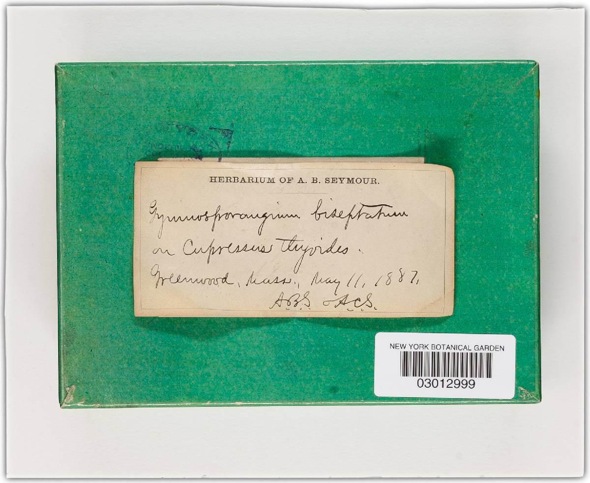 Gymnosporangium biseptatum image