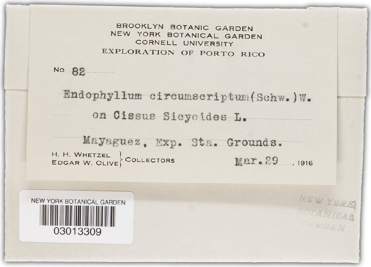 Endophyllum circumscriptum image