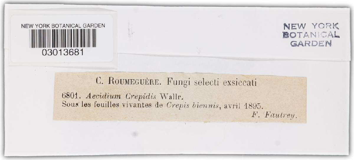 Aecidium crepidis image