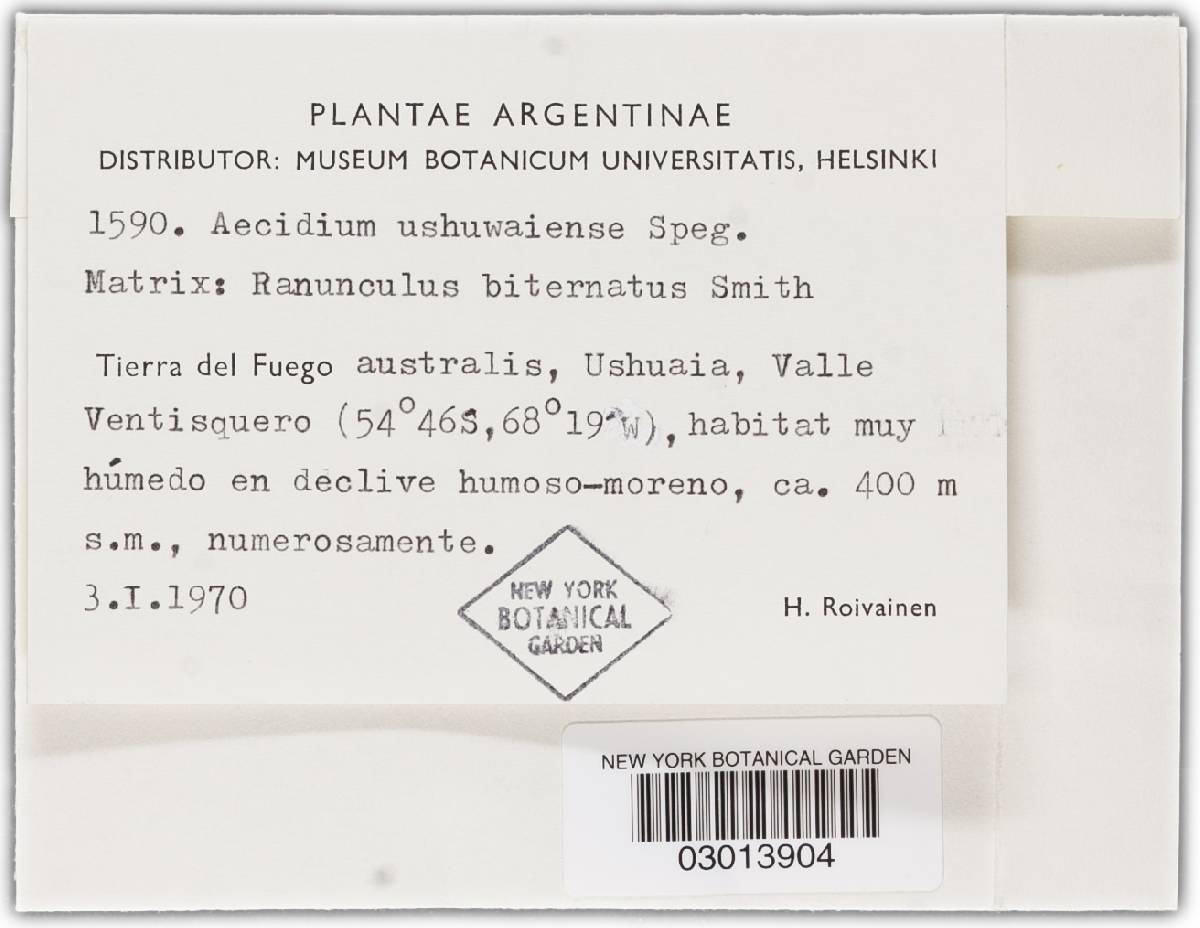 Aecidium negerianum image