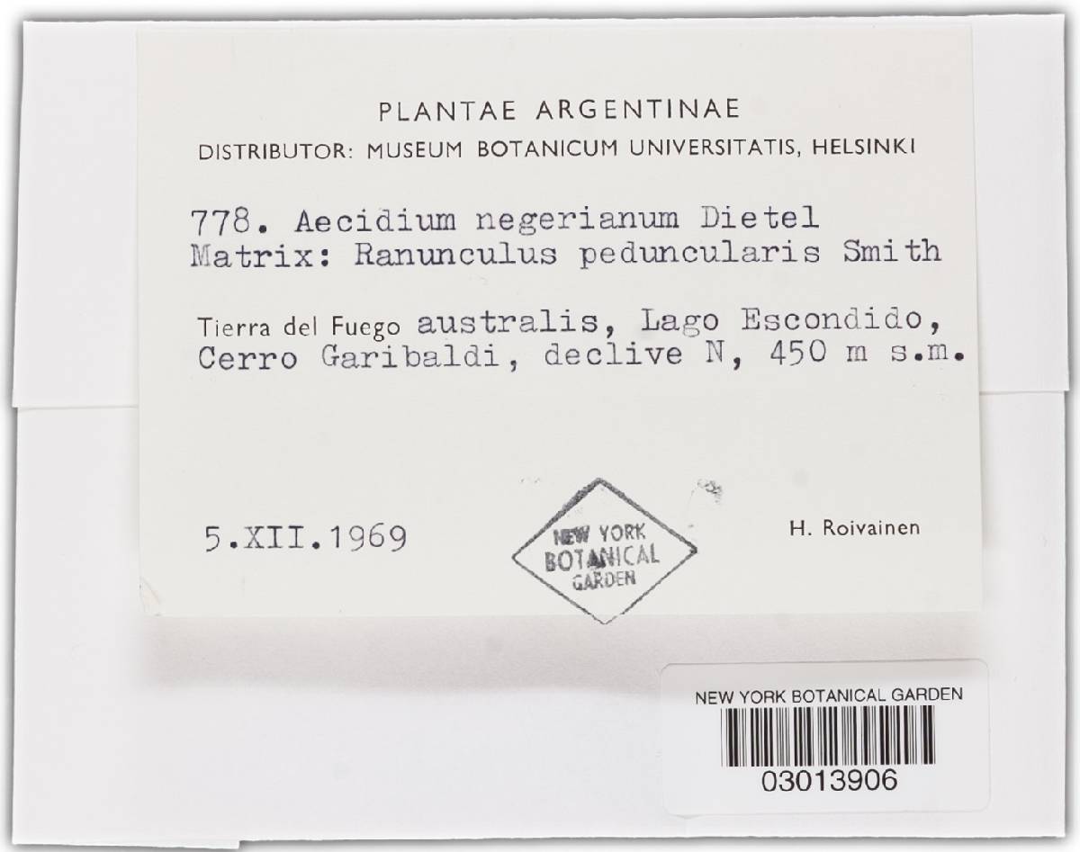 Aecidium negerianum image