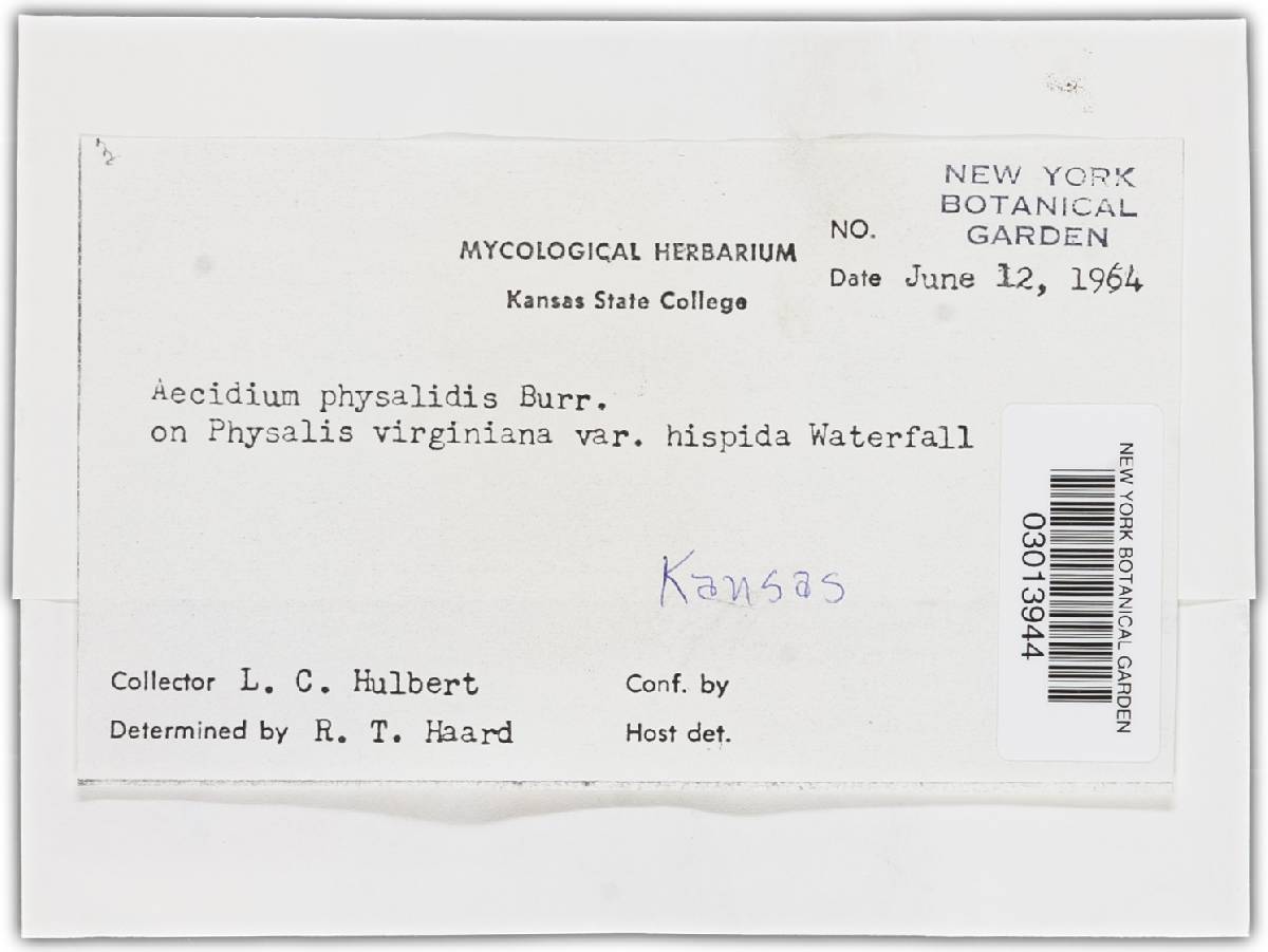 Aecidium physalidis image