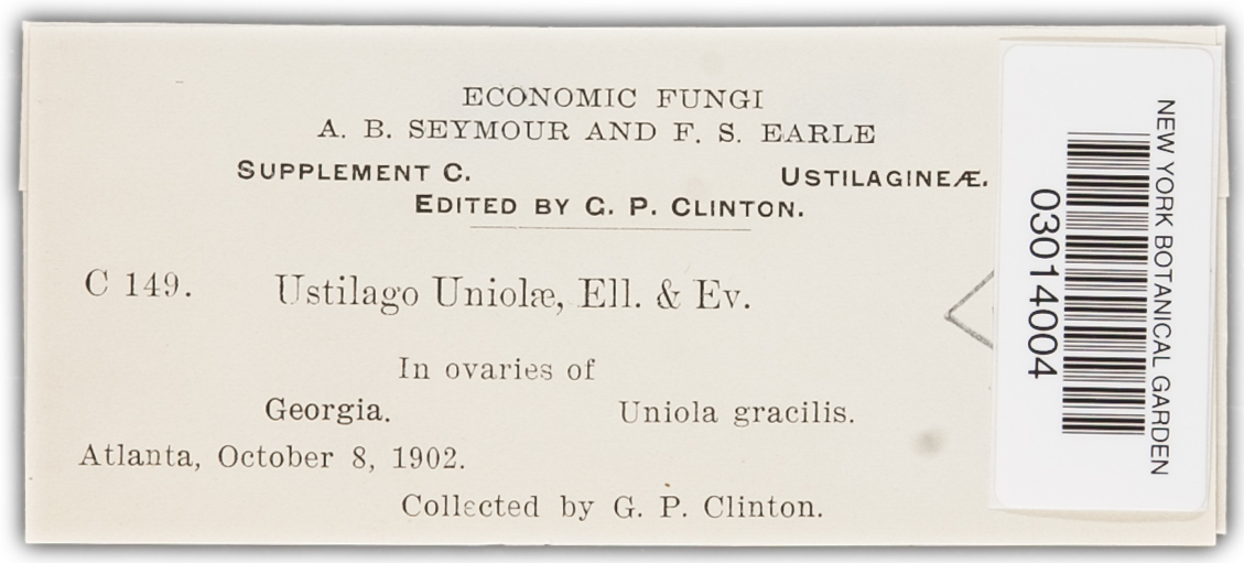 Ustilago uniolae image