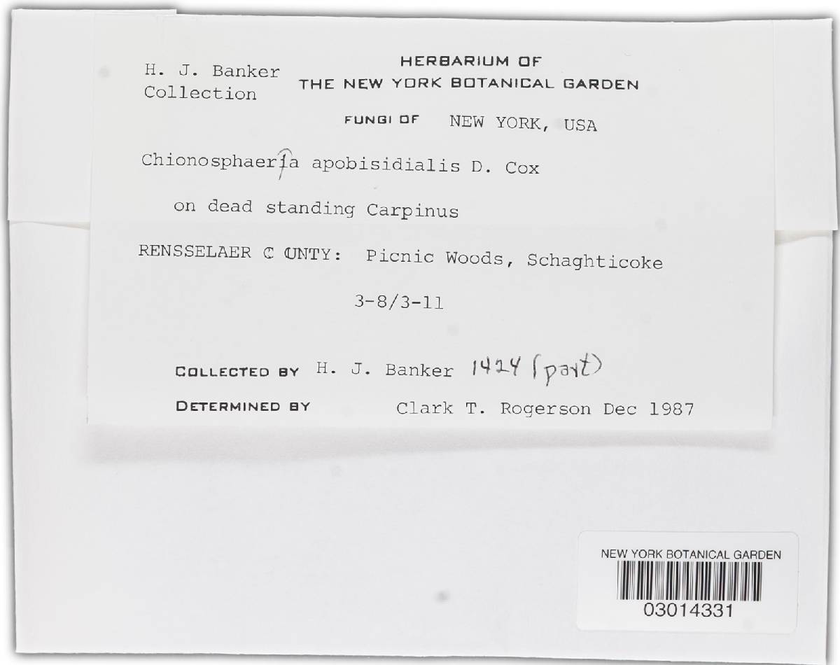Chionosphaera apobasidialis image