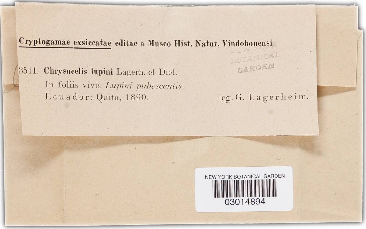 Chrysocelis lupini image