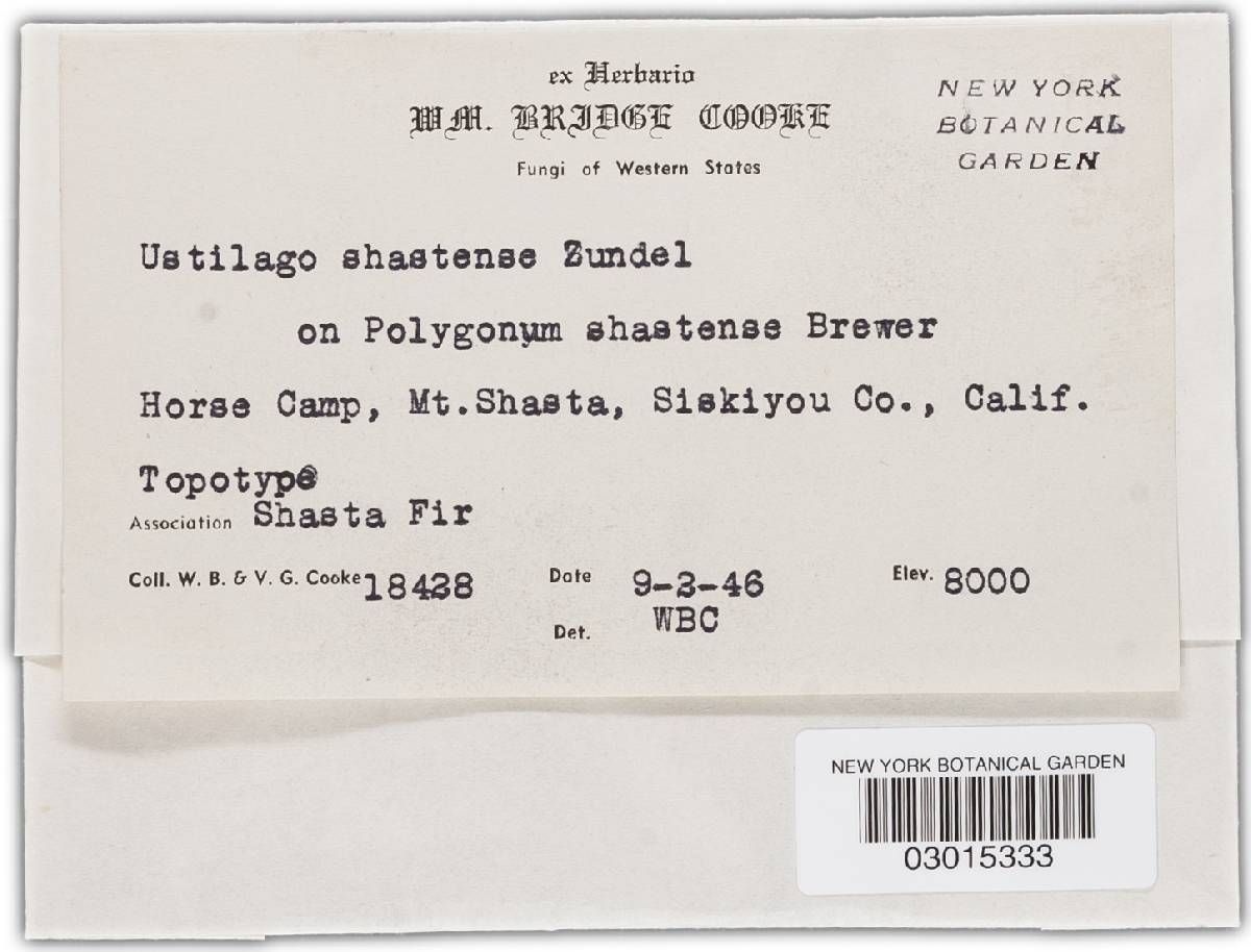 Ustilago shastense image