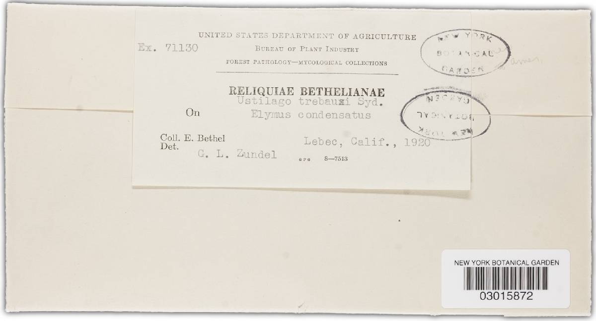 Ustilago trebouxii image