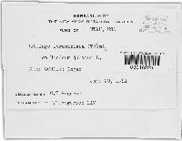 Ustilago lorentziana image
