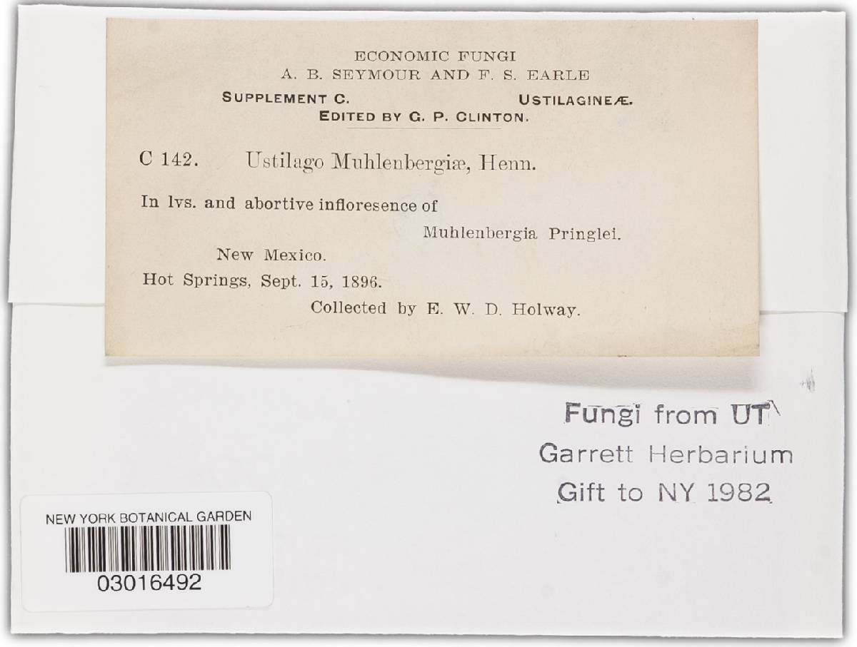 Ustilago muhlenbergiae image