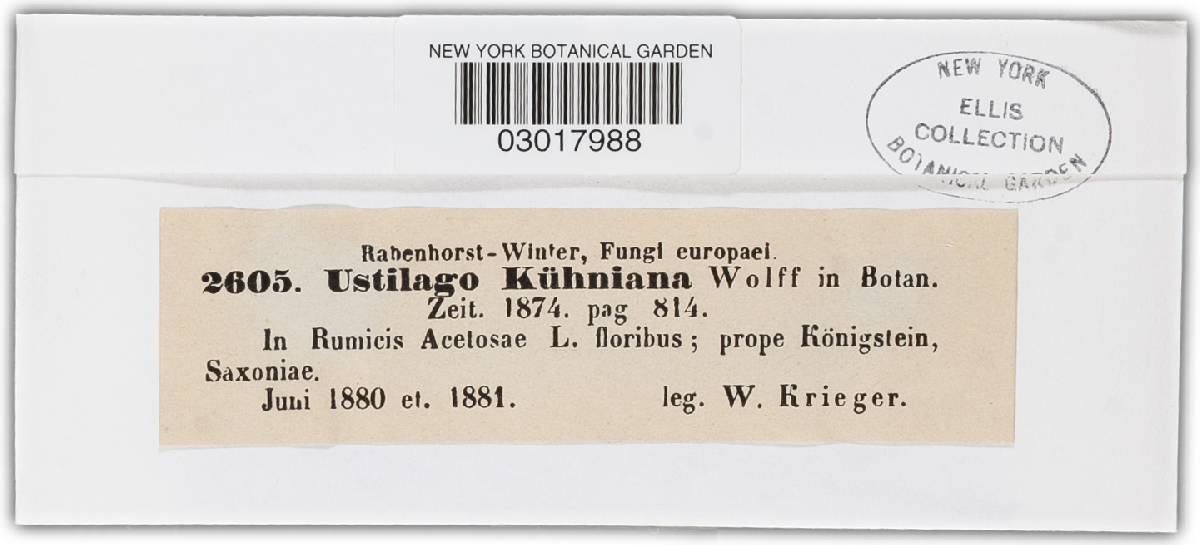 Ustilago kuhneana image