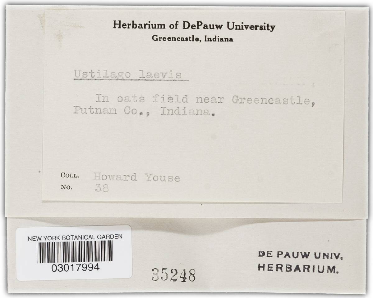 Ustilago levis image