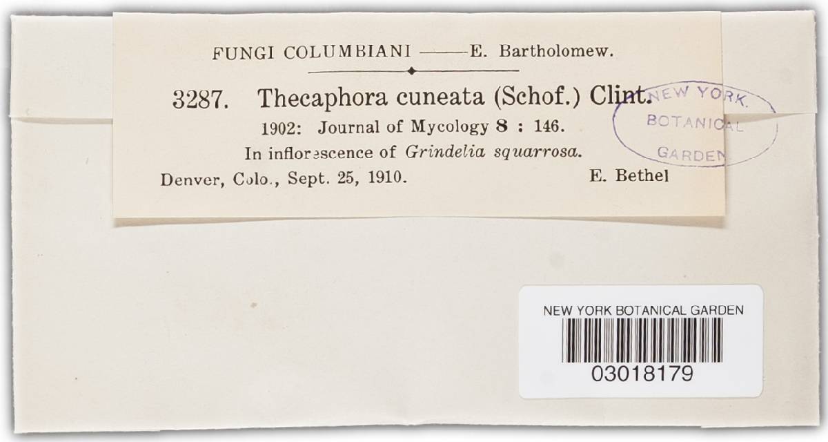 Thecaphora cuneata image