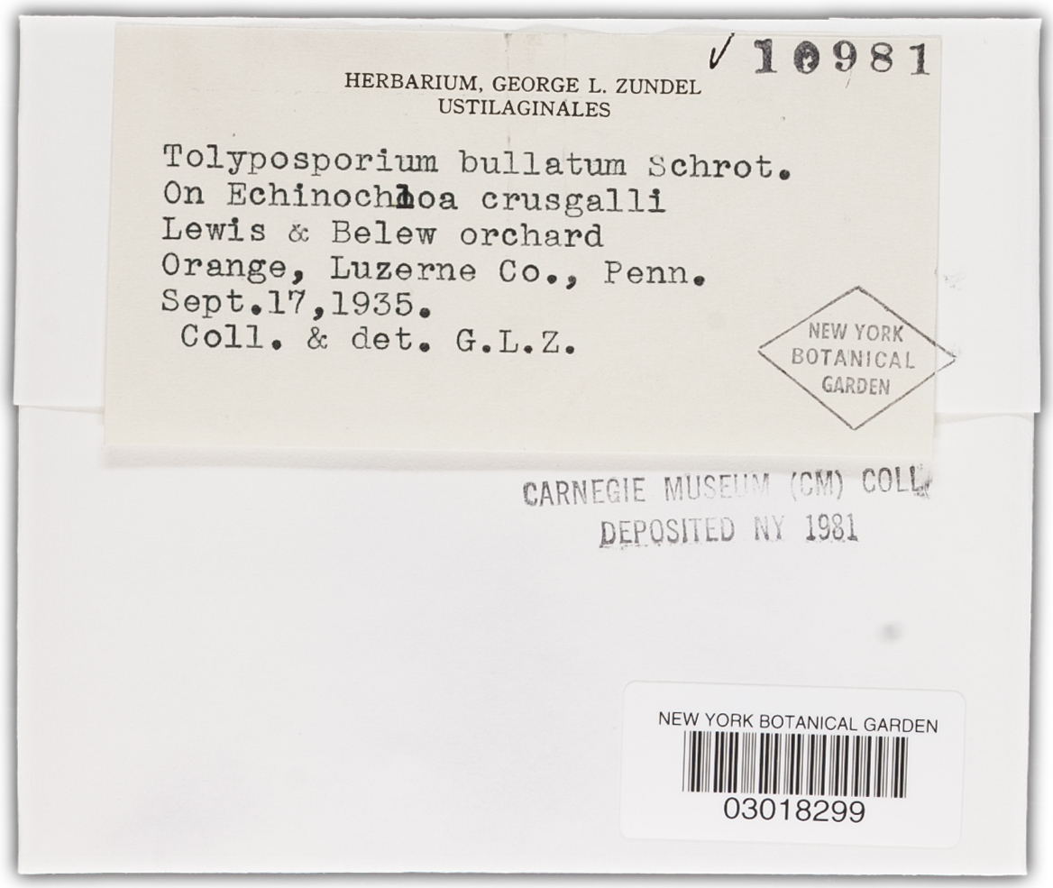 Tolyposporium bullatum image