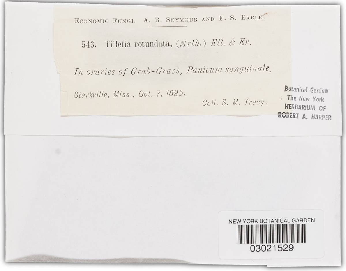 Tilletia maclagani image