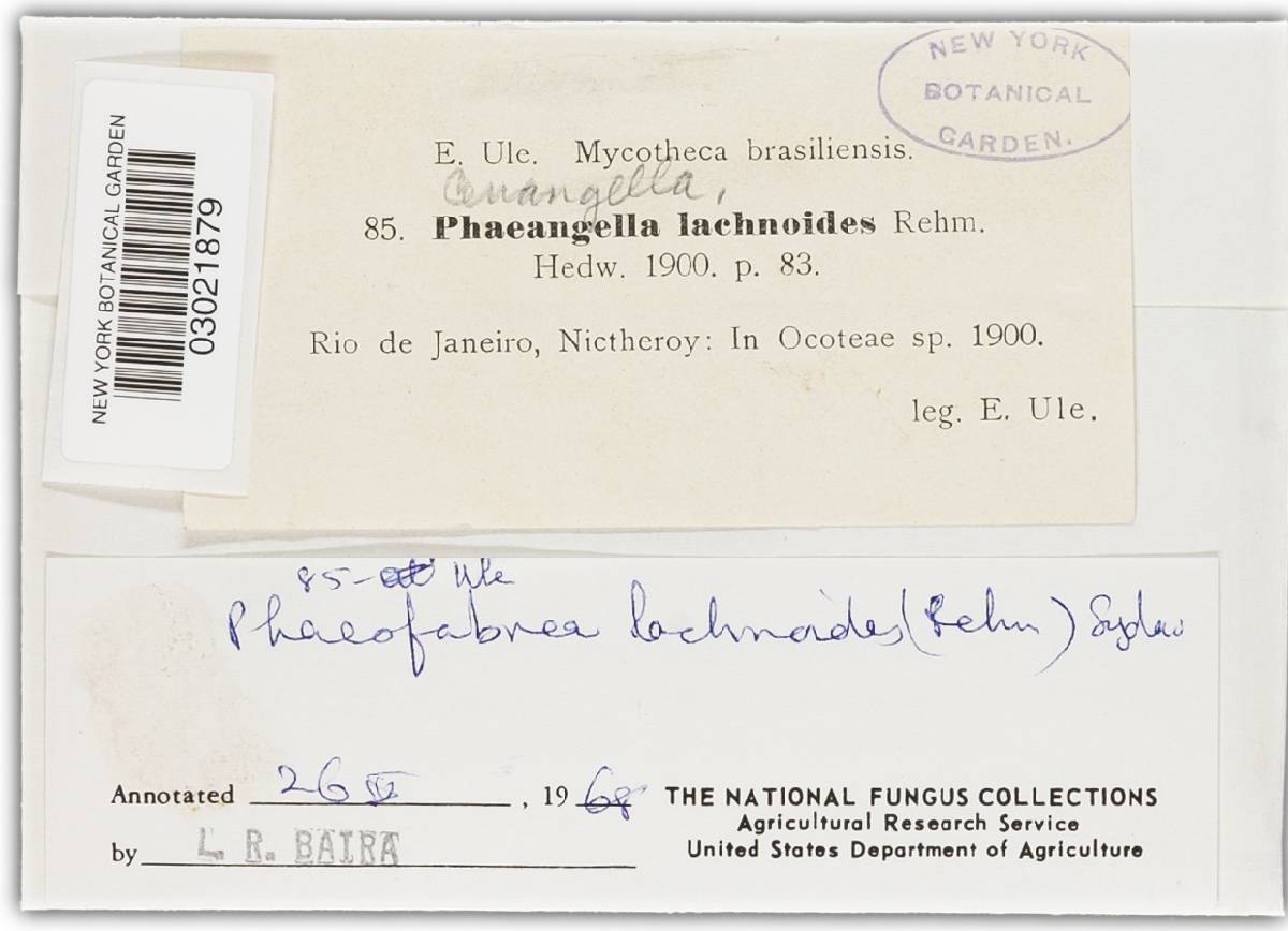 Phaeangella lachnoides image